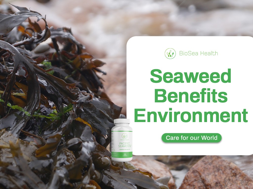 Seaweed benefits enviroment - find out how Pacific Sea Moss benefits
