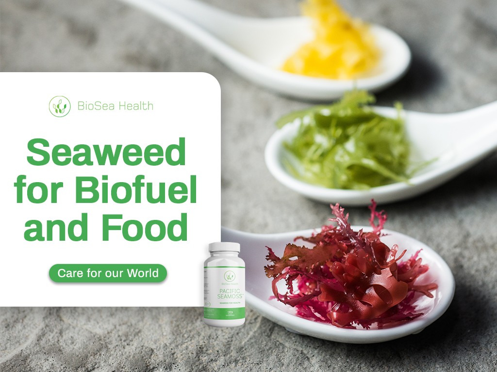 Seaweed for biofuel and food