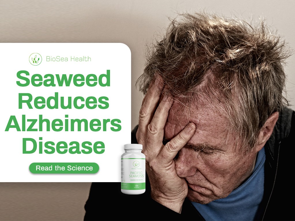 seaweed reduces alzheimers disease Pacific Sea Moss