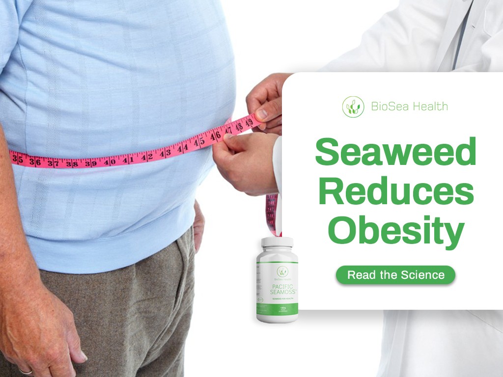 seaweed reduces obesity Eat Pacific Sea Moss