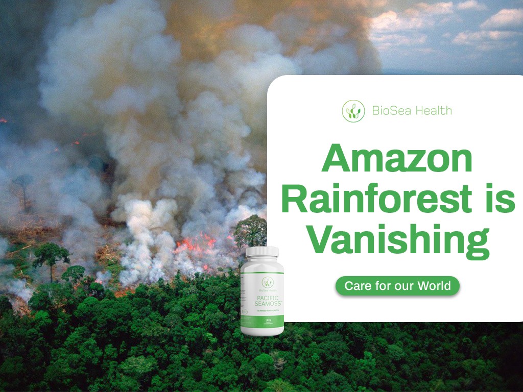 Amazon rainforest wildfires
