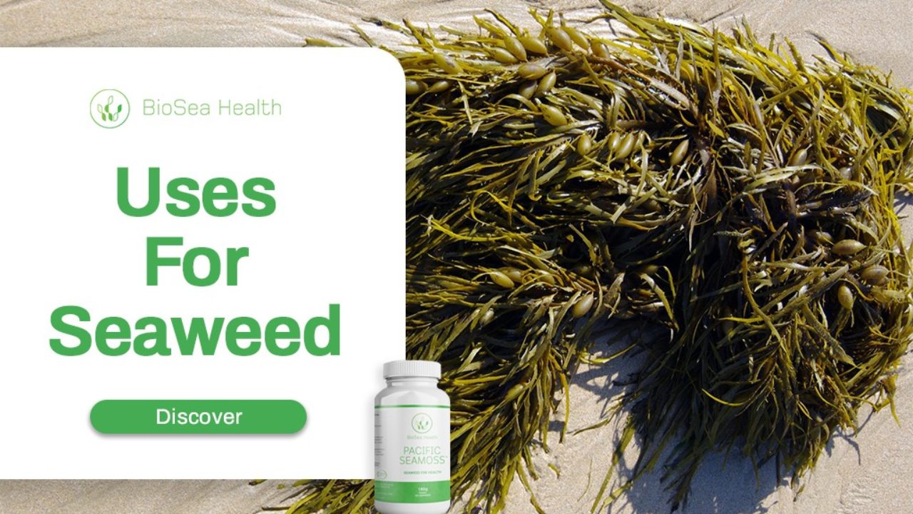 seaweed uses