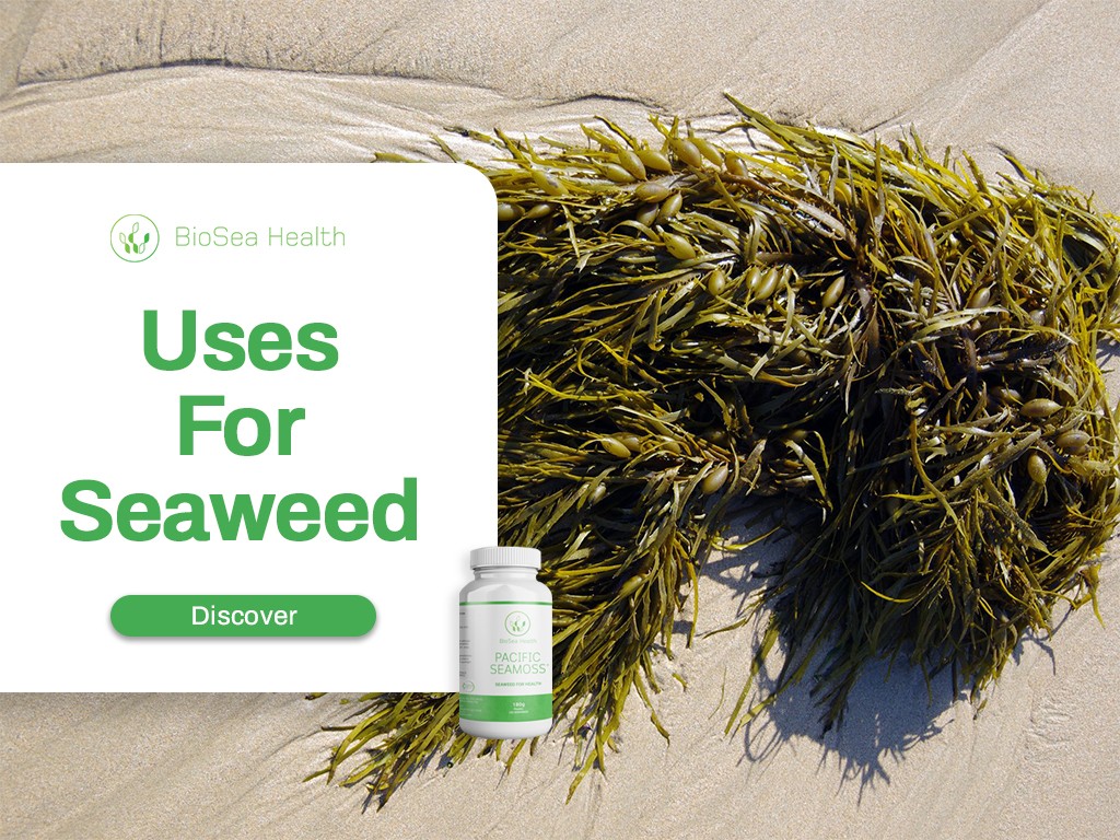 Many Uses of Seaweed