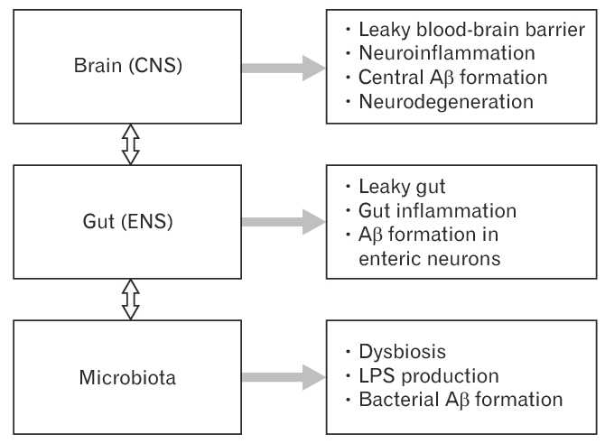 Brain gut microbiota pathway