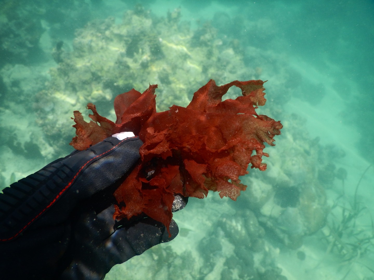 Seafood allergies and Seaweed BioSea Health Good Food.