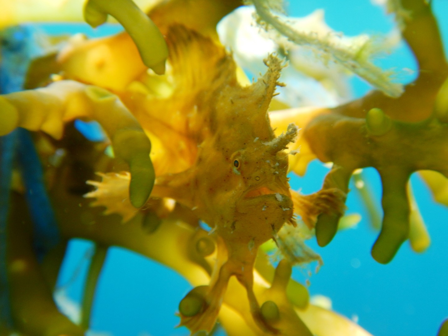 Seafood allergies and Seaweed BioSea Health Good Food.