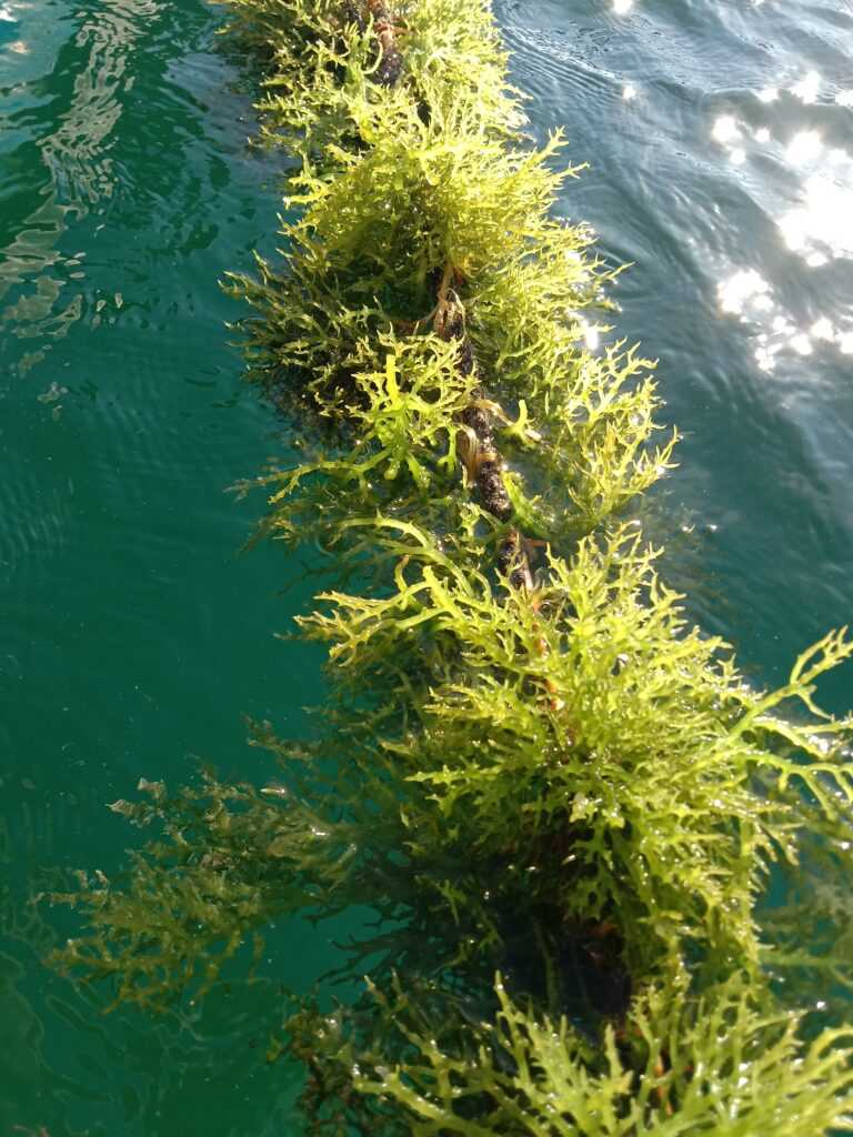 biosea health seaweed for health