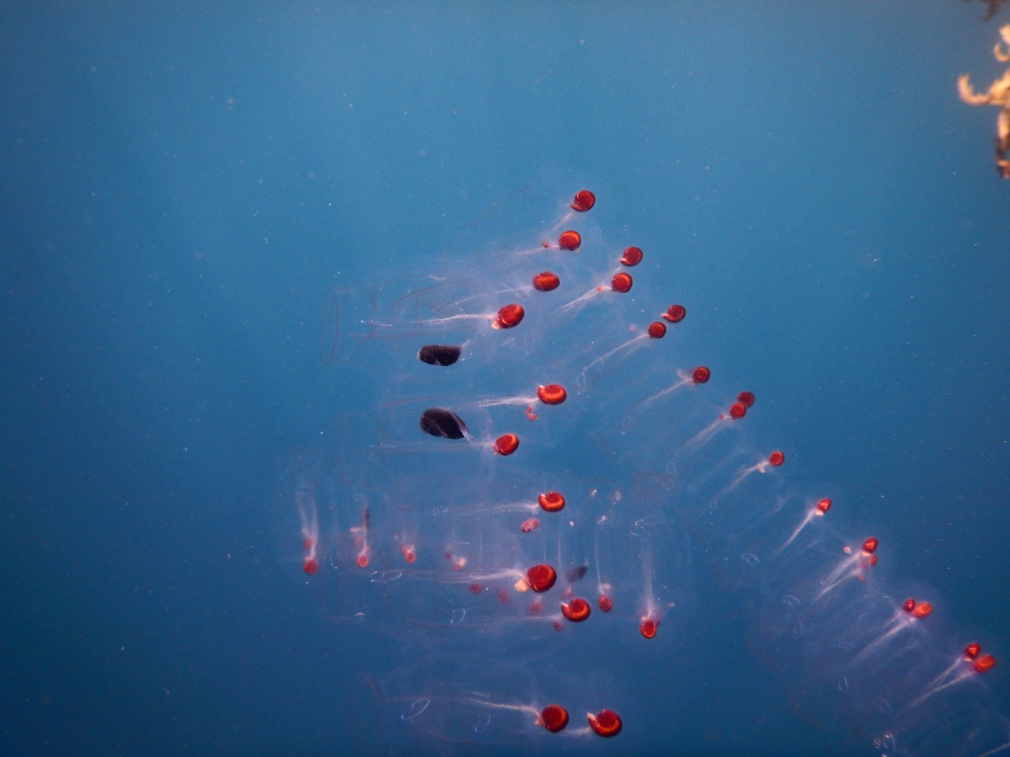 Seafood allergies and Seaweed BioSea Health Good Food.
