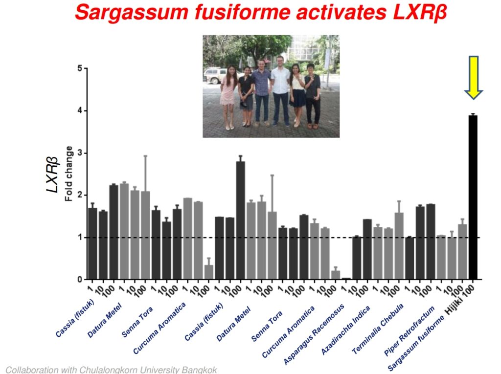 Sargassum is very active anti oxidant