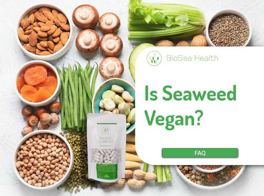 Is Seaweed Vegan? Pacific Seamoss Powder is