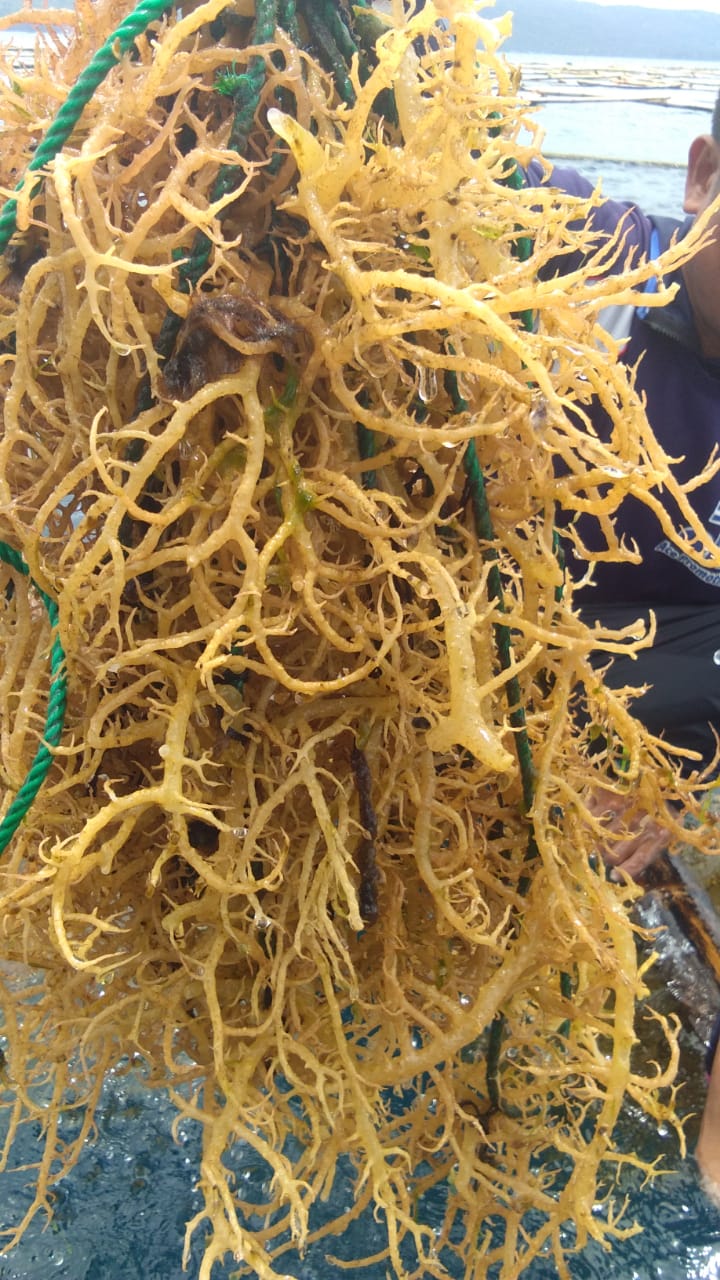 Seafood allergies and Seaweed BioSea Health Good Food.