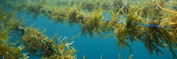 Seaweed growing on lines underwater