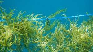 Heath benefits of seaweed